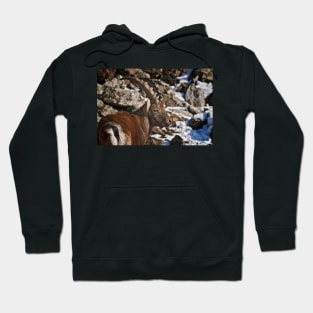 Ibex Hoodie